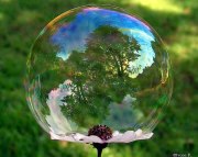 Bubble Flower